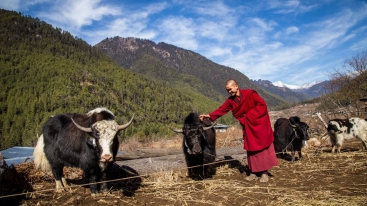 A Lama blesses the yak to be handed over to India and Nepal during the handover ceremony in Paro