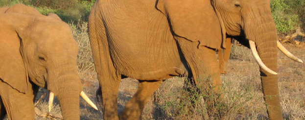 Decor image by IUCN / Joelle Dufour