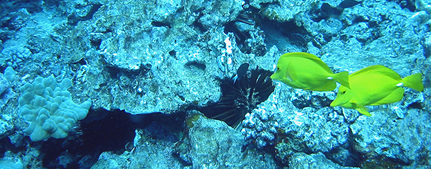 Decor image by Antonio Vasilijevic