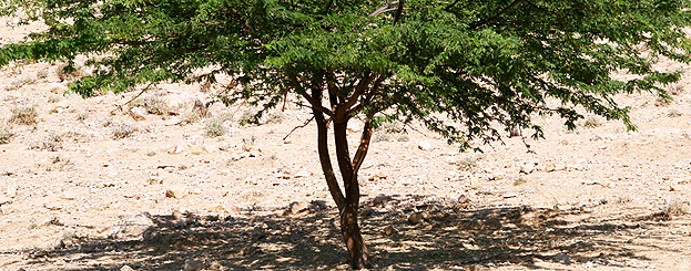 Decor image by Maja Vasilijevic