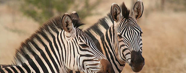 Decor image by IUCN / Alicia Wirz