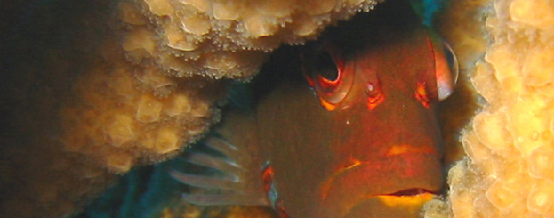 Decor image by Antonio Vasilijevic