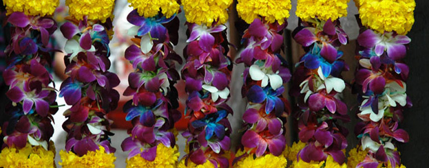 Decor image by IUCN Photo Library / Imene Meliane