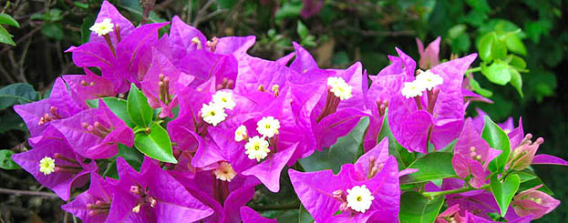 Decor image by IUCN / Joelle Dufour