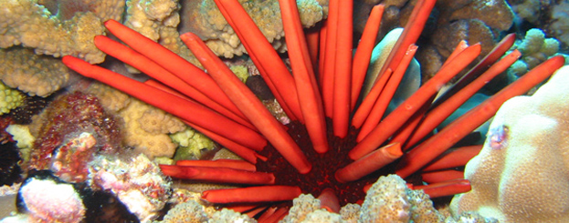 Decor image by Antonio Vasilijevic