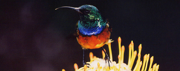 Decor image by Srdjan Marincic